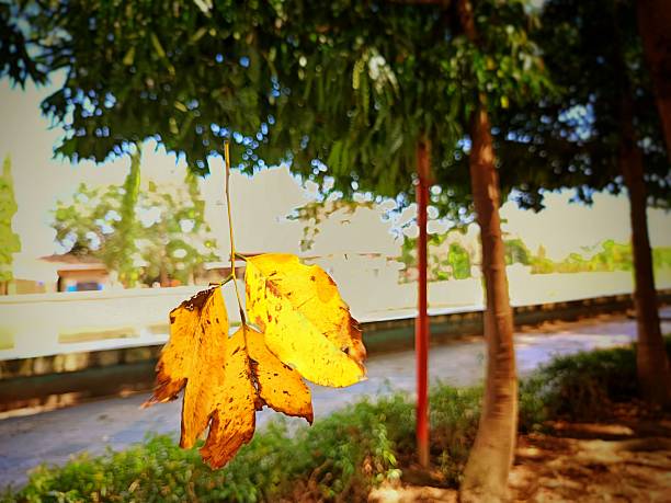 Falling leaves paint autumn skies