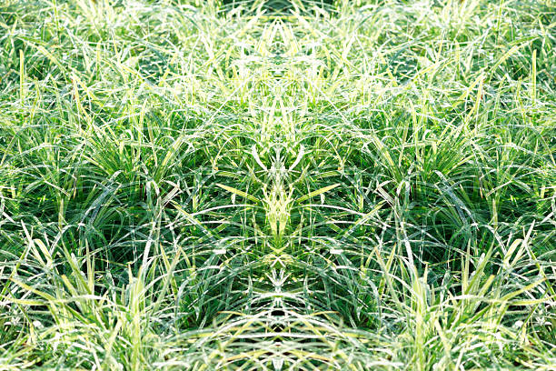 High angle view of blade of grass abstract background.