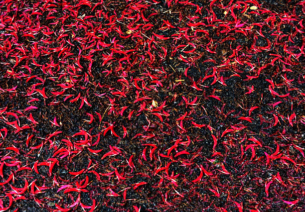 Abstract background of many red flowers falling on the ground in the springtime.