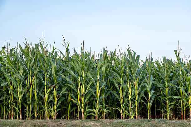istock Corn crops growing on the Isle of Wight, on a summer's evening 2234242358