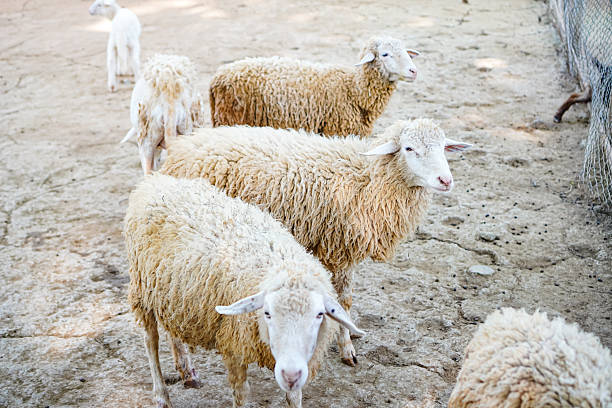Close up photo of Sheep in the farm