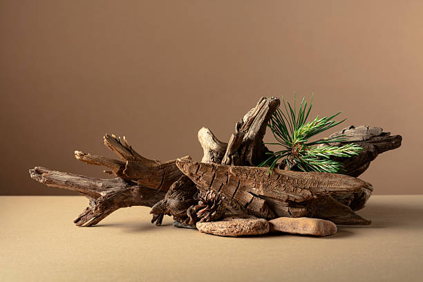 istock Abstract nature scene with a composition of pine branches, stones, and dry snags. 2234242894
