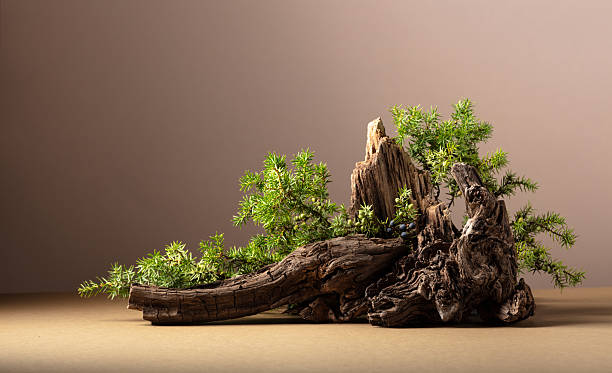 istock Nature scene with a composition of juniper and dry snags. 2234242930