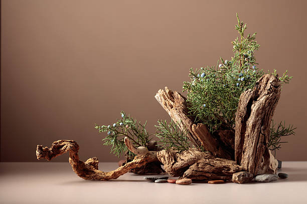 istock Nature scene with a composition of juniper and dry snags. 2234242932