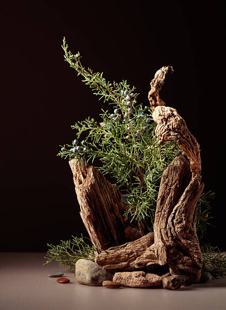 istock Nature scene with a composition of juniper and dry snags. 2234242939