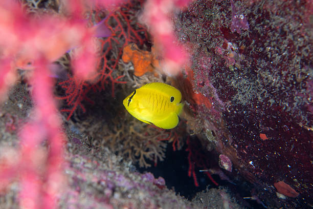 Close-up view of a colorful juvenile angelfish hiding among coral formations in a tropical reef ecosystem. Perfect for themes of marine biodiversity and underwater wildlife.