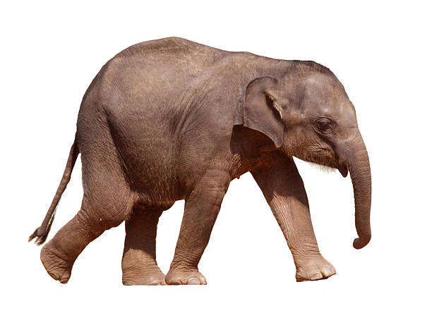 Indian Elephant baby standing and facing forwards. 3d render isolated on a white background.