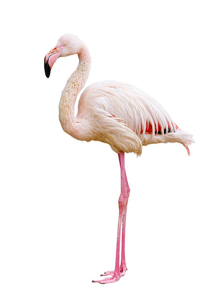 istock A white and pink flamingo standing on a white background 2234243973