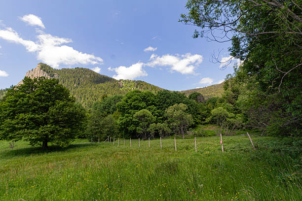 istock Grass field and trees in the mountain 2234243978