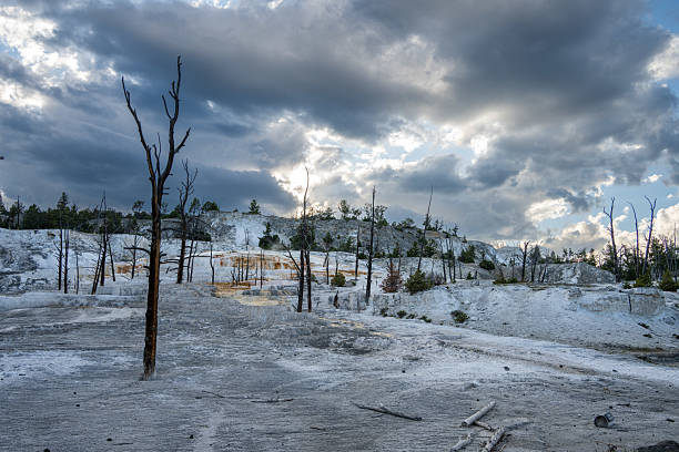 Colorful travertine terraces with dead trees at Mammoth Hot Springs in Yellowstone National Park, Wyoming, USA. The geothermal landscape, shaped by mineral-rich hot water, creates a surreal and otherworldly environment where forests meet geothermal forces. A striking image symbolizing geology, climate, and the raw beauty of Yellowstone.