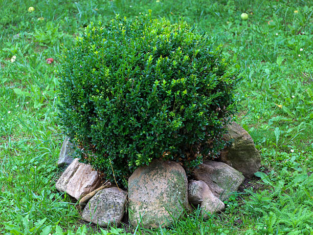 ​A close-up shows a decorative green bush, neatly trimmed into a spherical shape, growing in the middle of a lawn surrounded by large stones. The vibrant green grass and fallen apples in the background highlight the well-maintained garden.