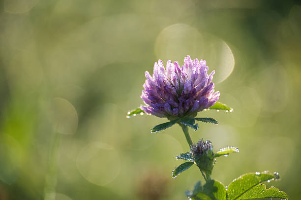 Close-up of purple clover flower with dew-covered petals and leaves. Soft bokeh background adds a serene, dreamy atmosphere and highlights natural beauty.