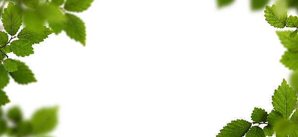 Green frame with fresh leaves isolated on white background