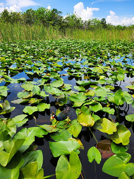 istock Lush Lotus Pond with Green Lily Pads 2234249385