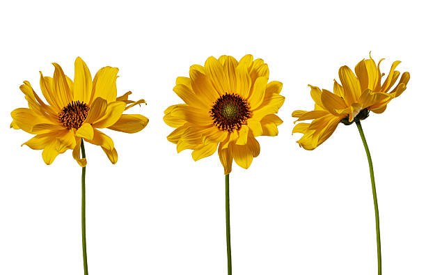 istock decorative yellow sunflowers on a white background 2234249451