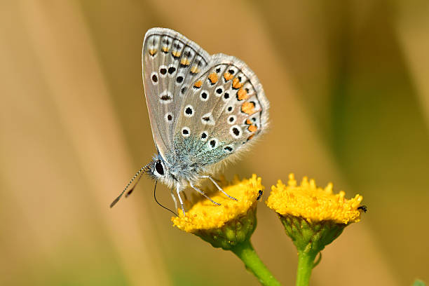 istock common blue, butterfly on a tansy flower 2234250785