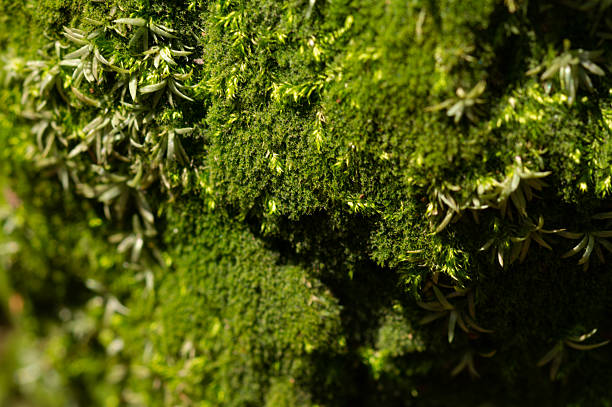 Close-up macro stock image of green moss thriving on the textured surface of tree bark in a natural forest setting. The detailed shot highlights the vibrant color, soft texture, and organic growth of moss, making it ideal for themes related to ecology, biodiversity, forest ecosystems, and environmental conservation. Perfect for educational, editorial, or creative nature projects.