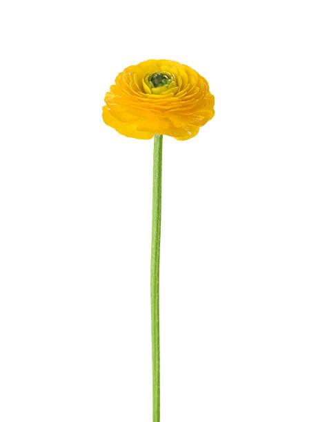 istock Yellow Ranunculus flower isolated on  white background. 2234252047