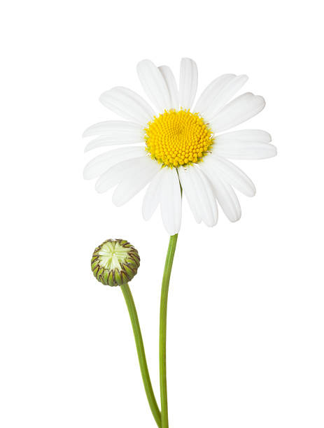 istock Chamomile flowers isolated on white background. 2234252054