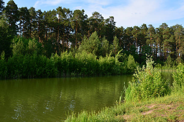 Green Trees and water