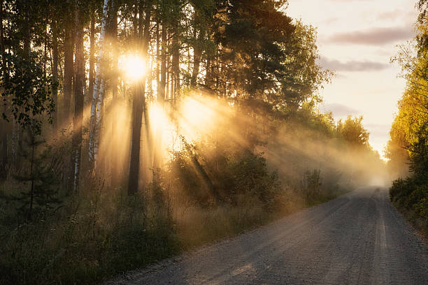 Scenic forest road with sun rays shining through trees and morning mist. Beautiful natural landscape symbolizing journey, peace, inspiration, and harmony with nature.