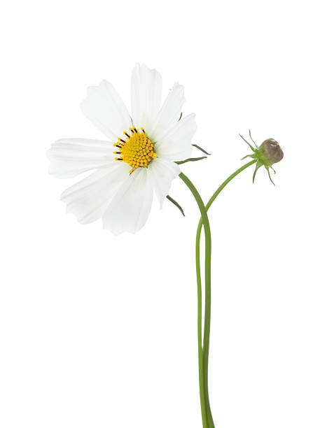 istock White Cosmos flowers isolated on white background. Garden Cosmos 2234253364