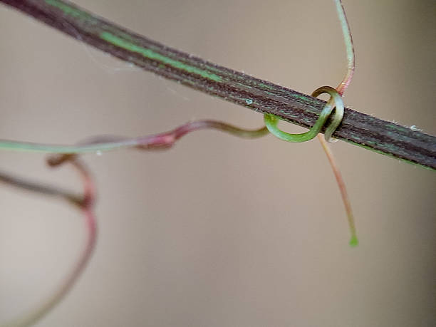 istock A slender vine wraps itself securely around a branch, symbolizing connection and growth in nature. 2234254413