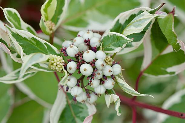 istock White berries with variegated leaves close-up. 2234254579