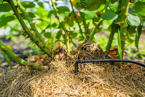 istock Drip irrigation is applied to a rose bush close-up. Watering plants under the root 2234255637