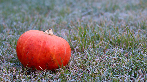 istock Frosty autumn morning with a pumpkin lying in the grass. 2234255908