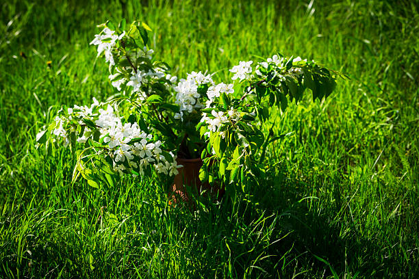 bouquet of flowering branches apple trees in a jar on the background of meadows