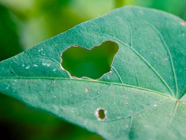 Leaf exhibiting a hole and texture, bathed in soft, diffused light against a blurred green backdrop.
