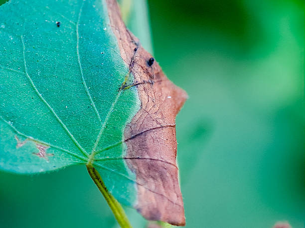 istock A vibrant green leaf with a partially withered edge contrasted against a blurred verdant background. 2234256290