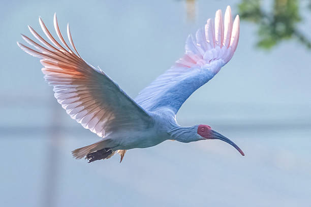 istock Different bird species in Hainan 2234256346