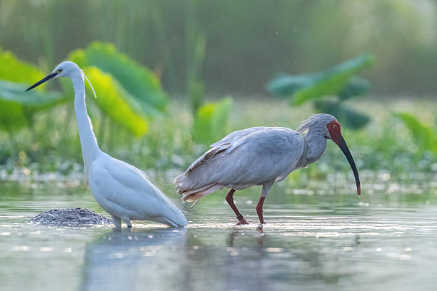 Different bird species in Hainan