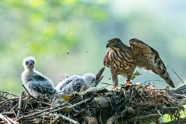 istock Different bird species in Hainan 2234256550