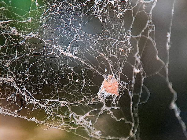 Delicate spiderweb captures a small, orange prey against a dark, verdant natural background setting.