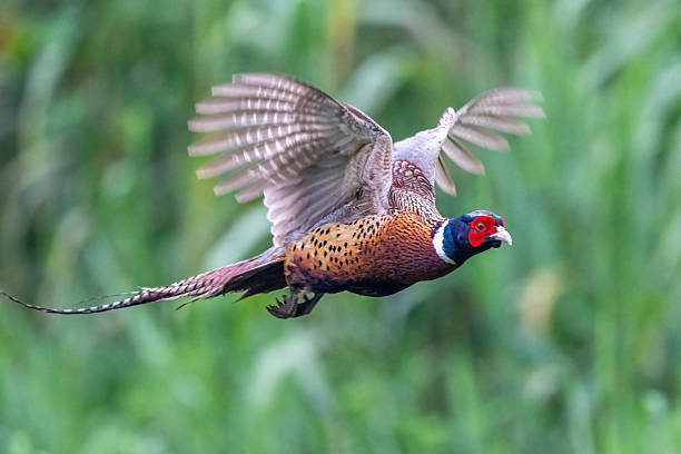 istock Different bird species in Hainan 2234256638