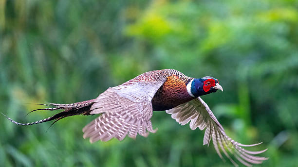 istock Different bird species in Hainan 2234256641