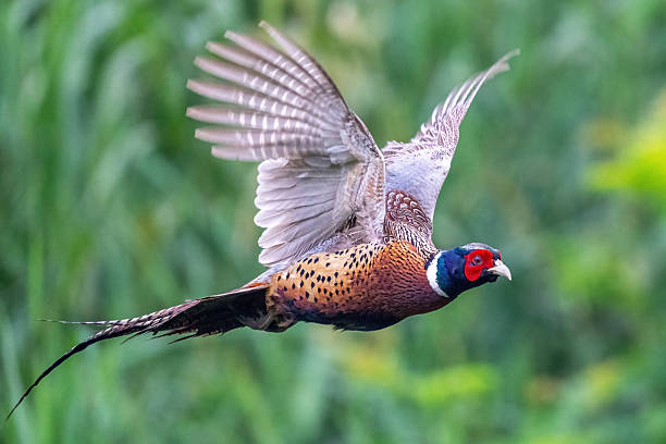 istock Different bird species in Hainan 2234256642