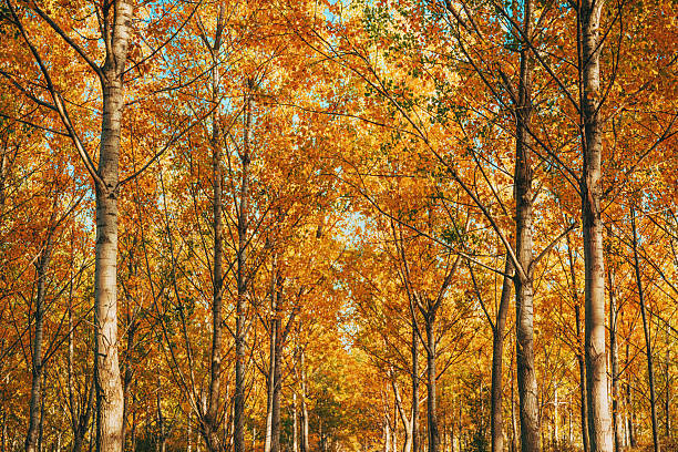 Beautiful scenic poplar trees forest in autumn, selective focus