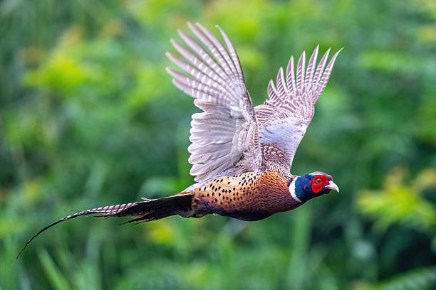 istock Different bird species in Hainan 2234256652