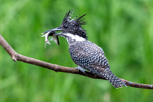 istock Different bird species in Hainan 2234256677