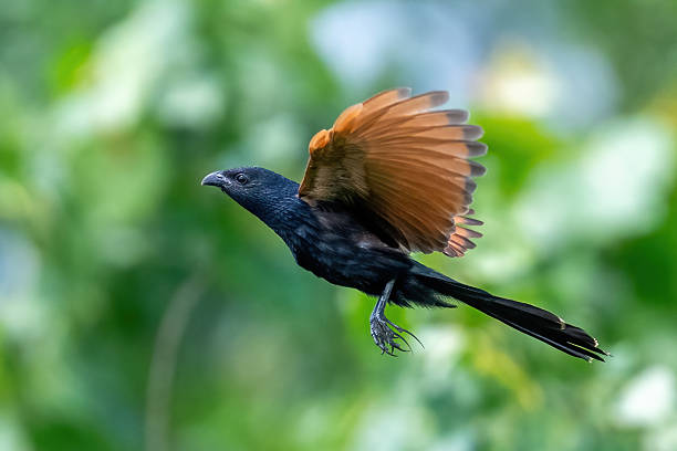 istock Different bird species in Hainan 2234256692