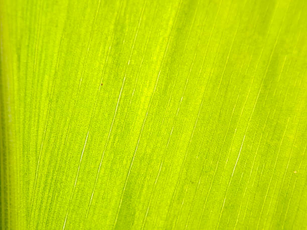 istock An abstract pattern of bright green foliage with linear patterns shines with vibrant beauty. 2234256810