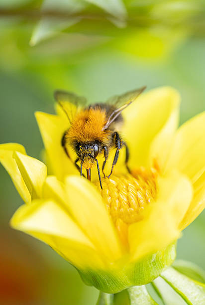istock Bumblebee On Yellow Flower Collecting Pollen 2234257148