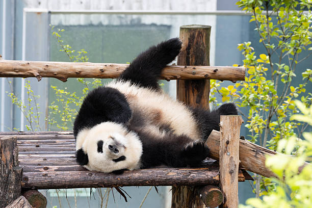 istock Funny pose of fluffy panda, Chengdu, China 2234260210