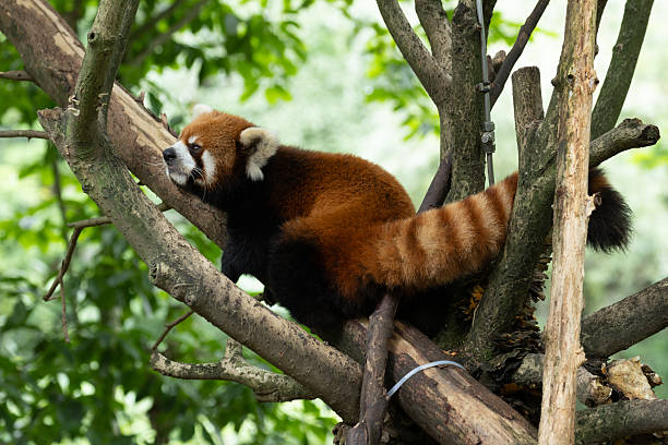 Fluffy red panda relaxing on the tree, Chengdu panda Base, China