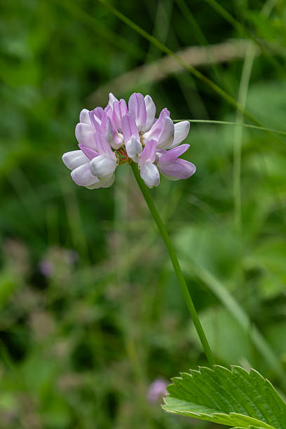During a sunny spring day Securigera varia displays clusters of pink and white flowers amid vibrant green foliage capturing the essence of nature's beauty.