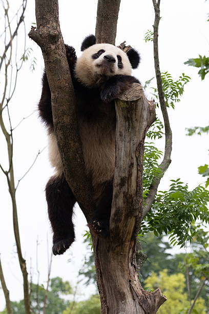 istock Close up Sleeping Panda on the Tree, Chengdu Panda Base, China 2234260778